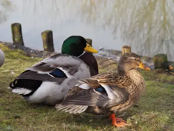 Lens Polder Petting zoo in Newport (Belgium)